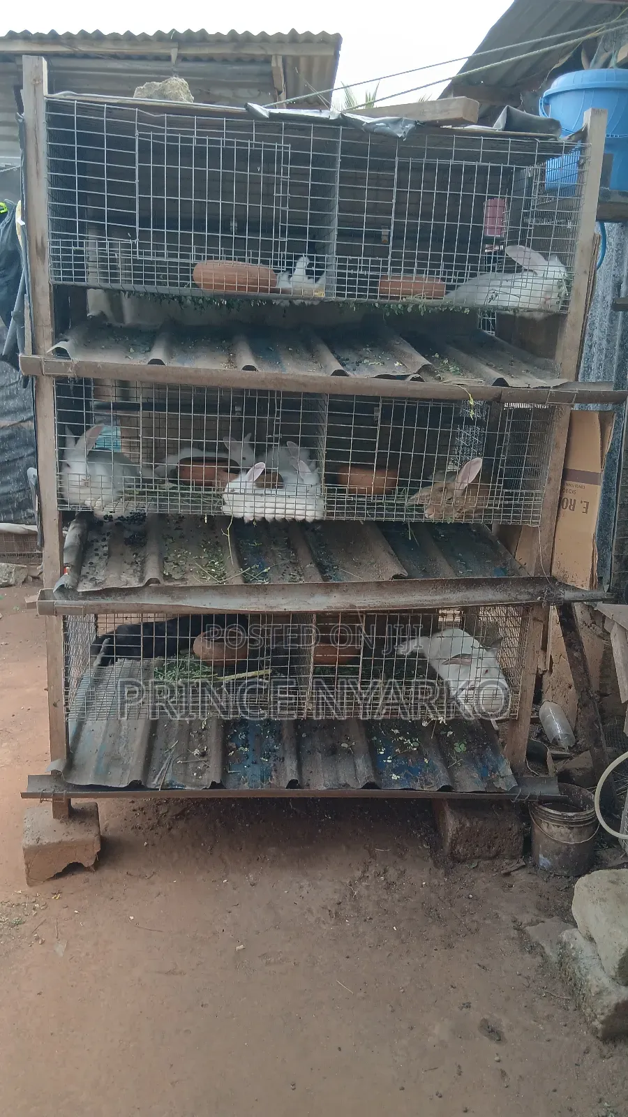Healthy Rabbits for Sale