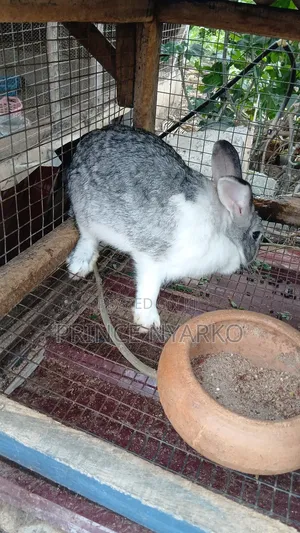 Healthy Rabbits for Sale