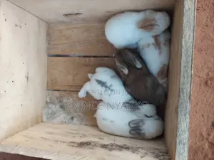 Healthy Rabbits for Sale