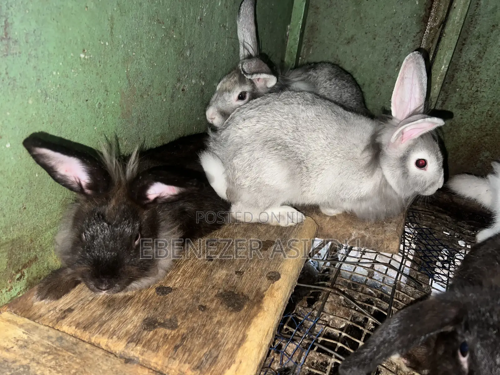 Rabbits and Lion Heads Rabbits for Sale.