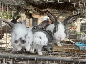Rabbits and Lion Heads Rabbits for Sale.