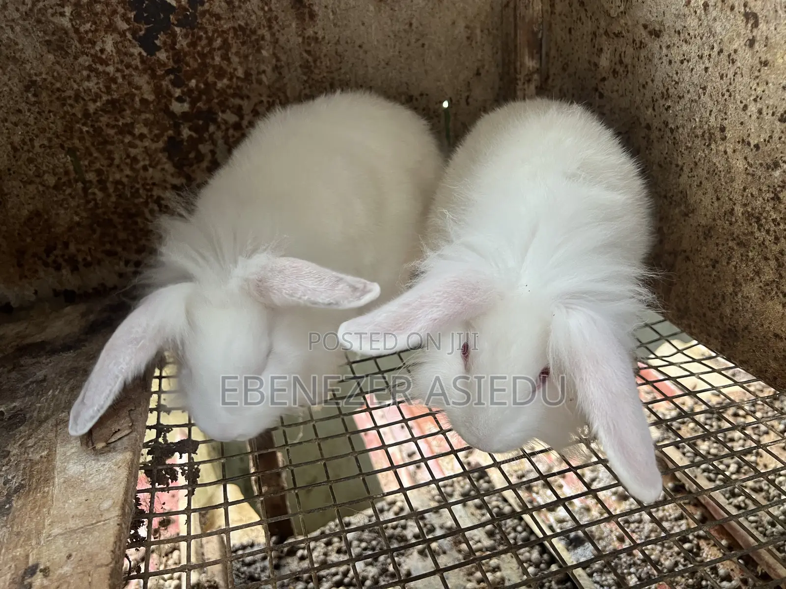 Rabbits and Lion Heads Rabbits for Sale.