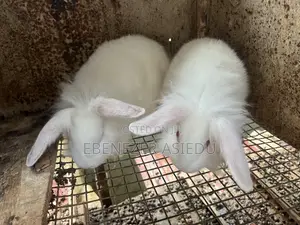 Rabbits and Lion Heads Rabbits for Sale.