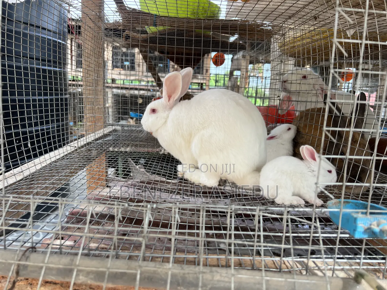 Rabbits and Lion Heads Rabbits for Sale.