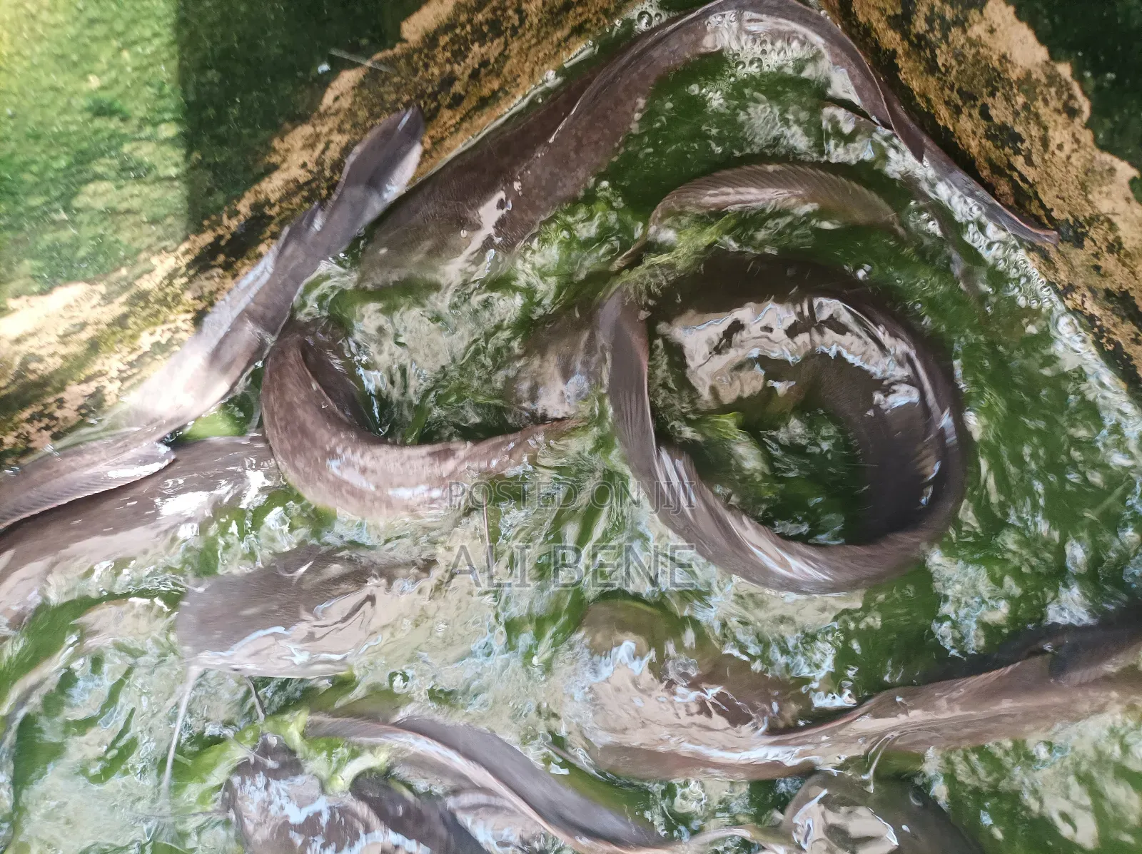 Catfish 1kilo