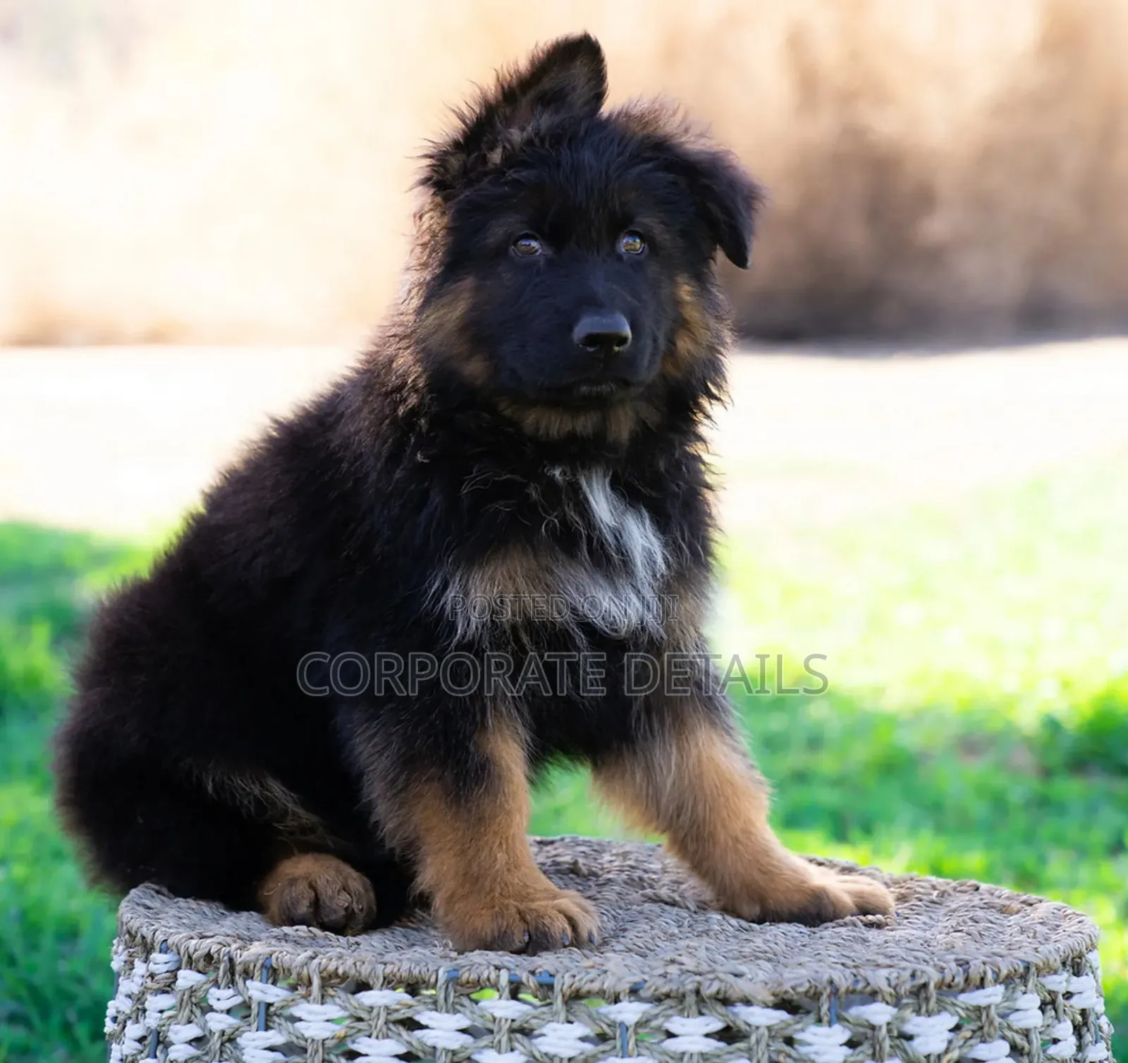 1-3 months Male Purebred German Shepherd