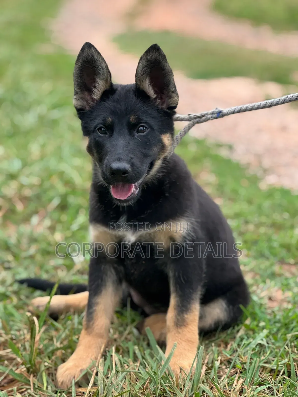1-3 months Male Purebred German Shepherd