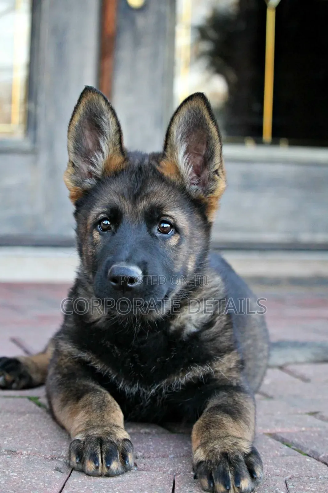1-3 months Male Purebred German Shepherd