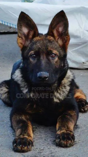 1-3 months Male Purebred German Shepherd