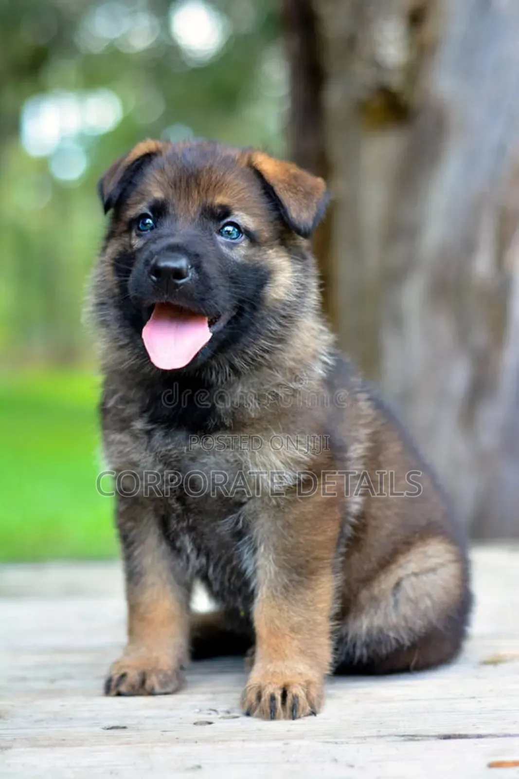 1-3 months Male Purebred German Shepherd