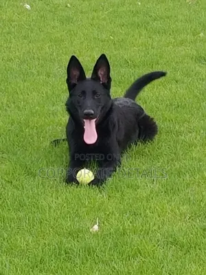 1-3 months Male Purebred German Shepherd