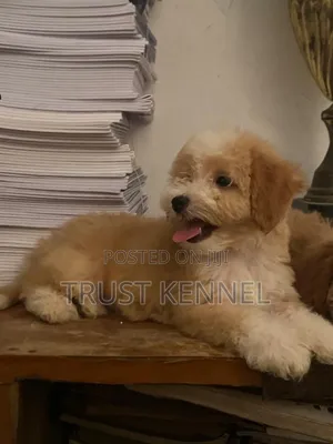 1-3 months Male Purebred Poodle