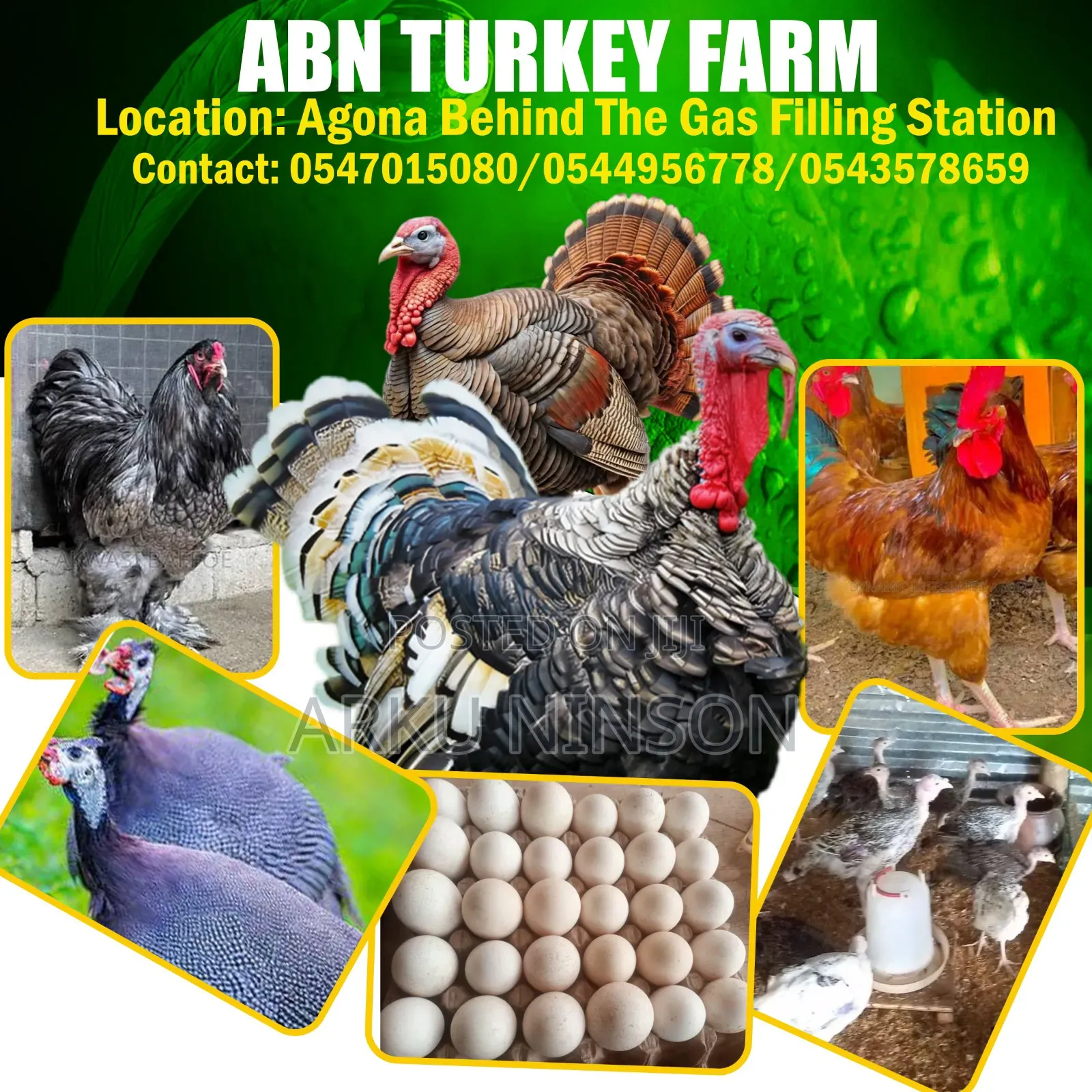4 Weeks Hybrid Turkey Poults for Sale