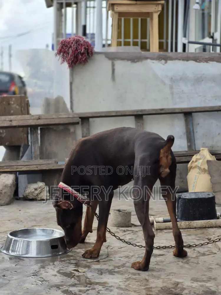 1+ year Female Purebred Doberman Pinscher