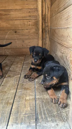 1-3 months Male Purebred Rottweiler