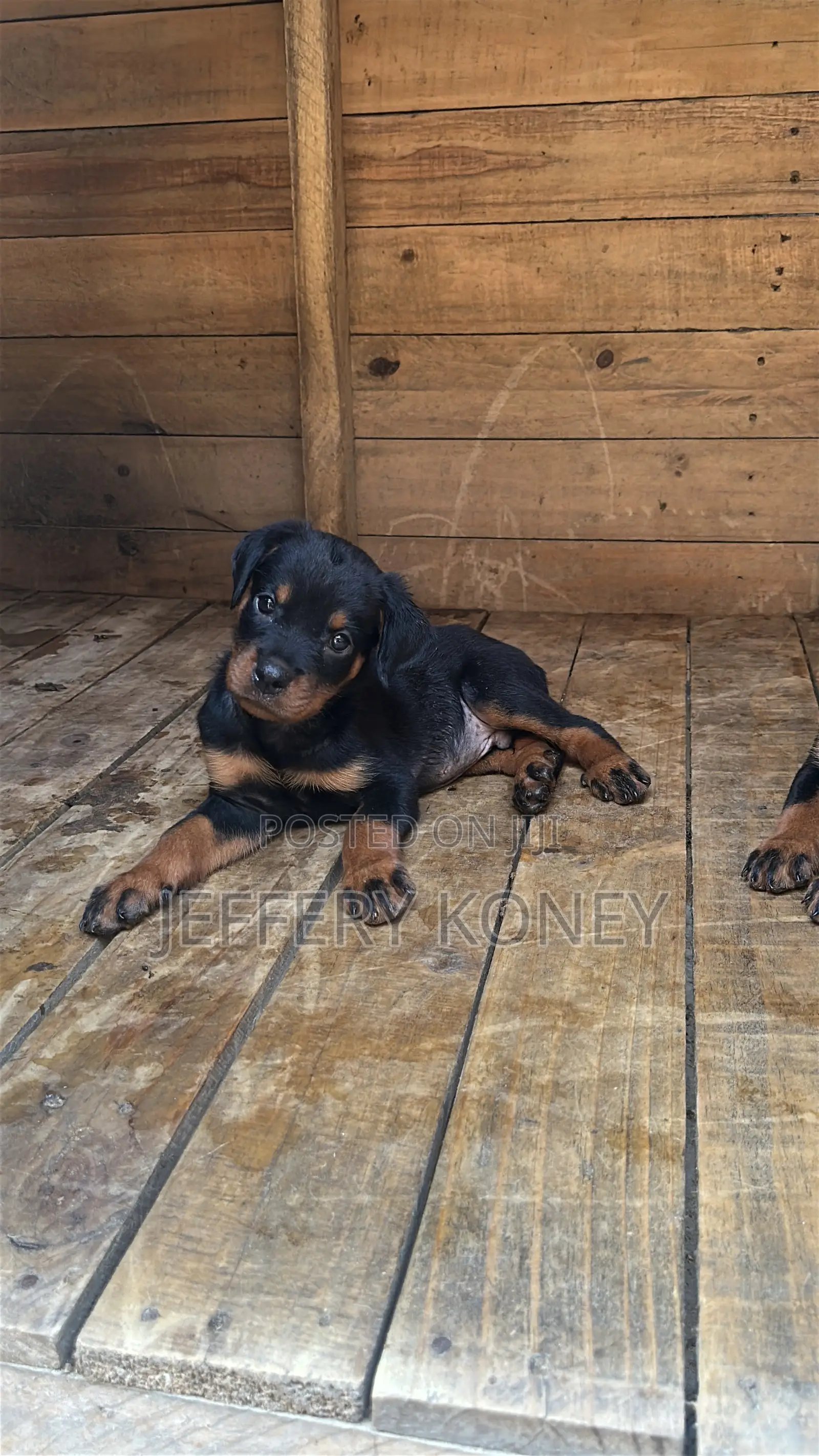 1-3 months Male Purebred Rottweiler