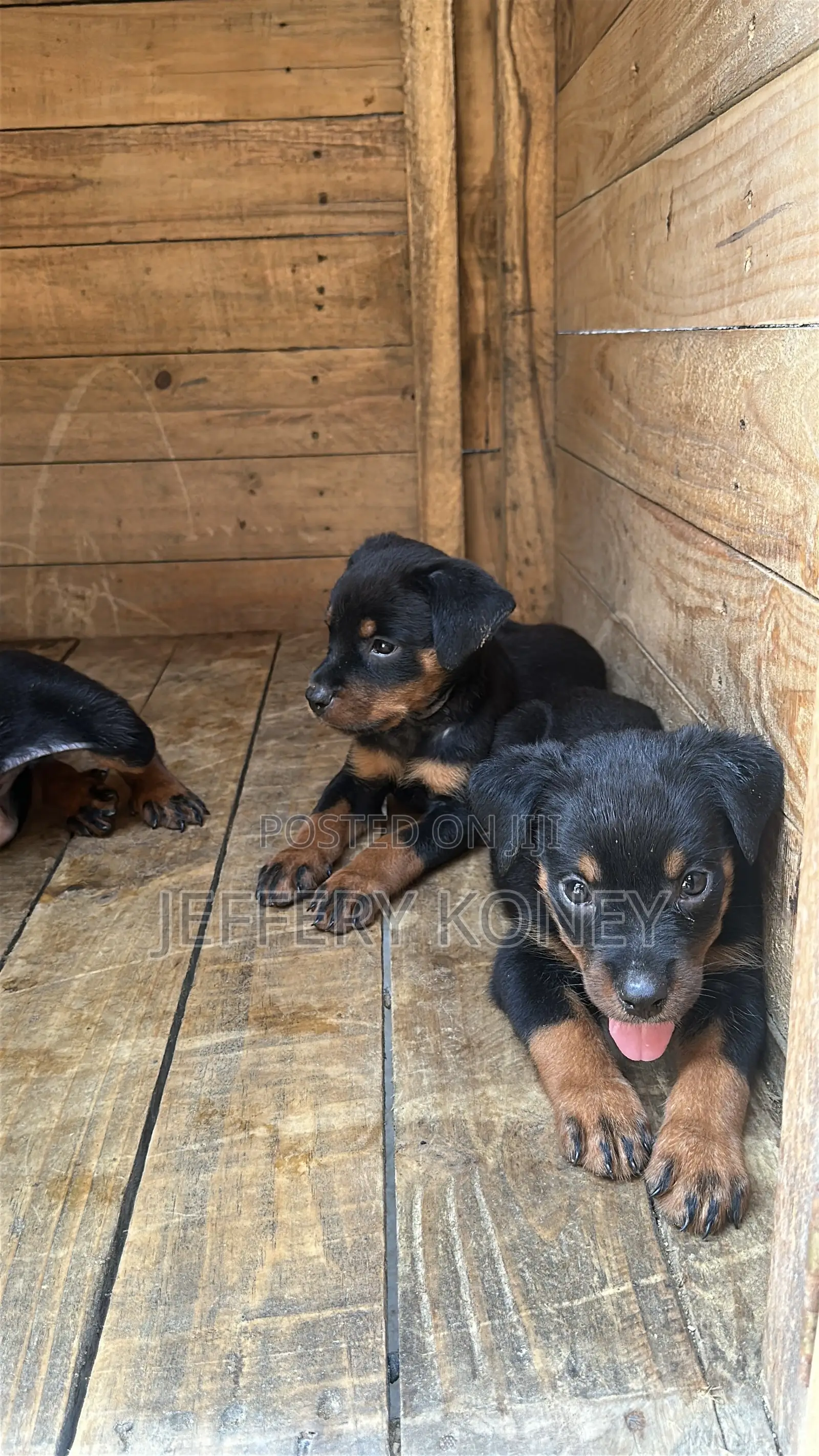 1-3 months Male Purebred Rottweiler