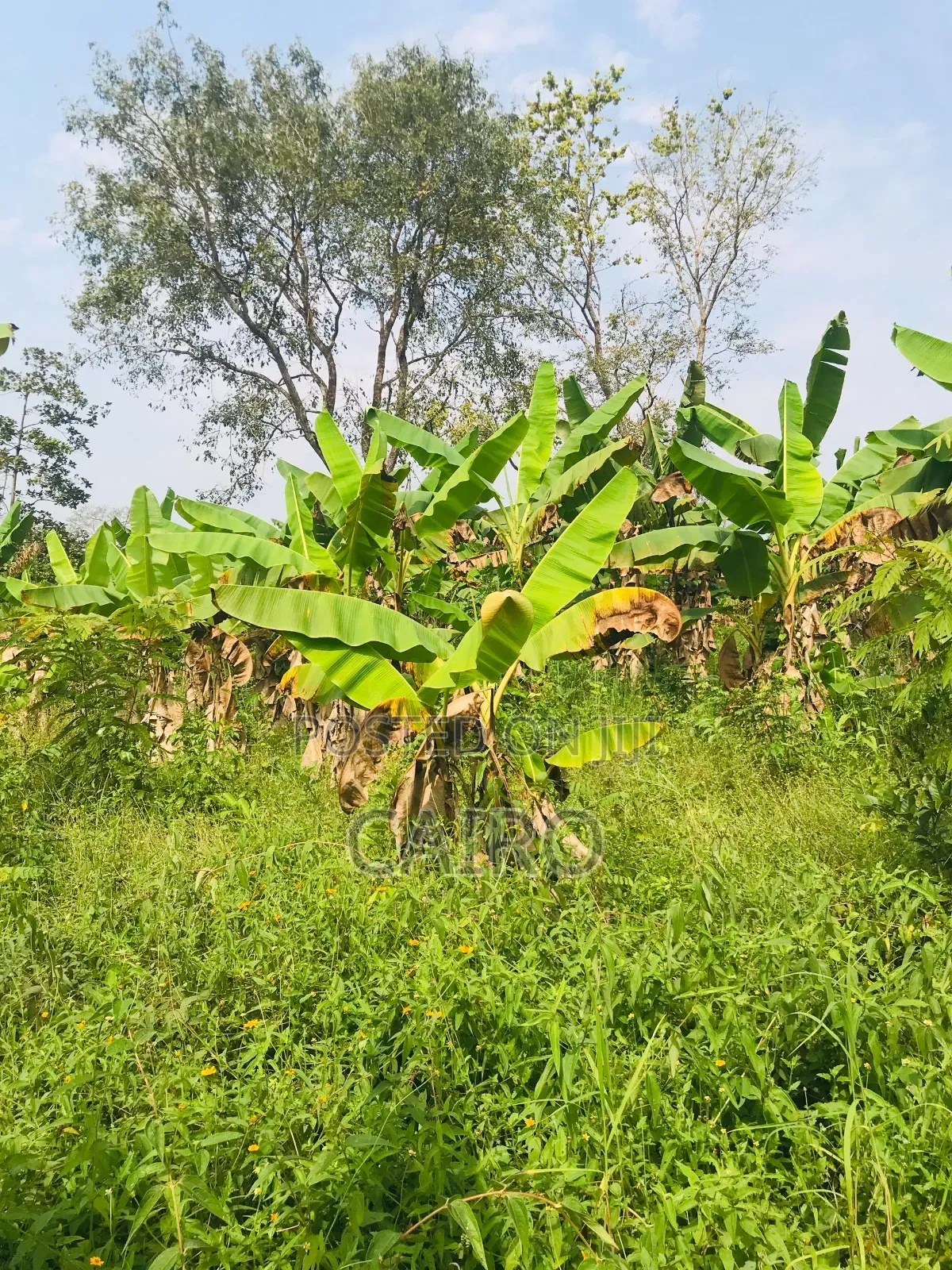 Plantain Suckers and Cassava Sticks