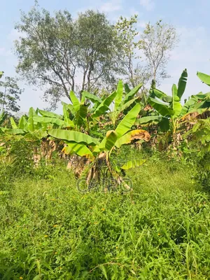 Plantain Suckers and Cassava Sticks