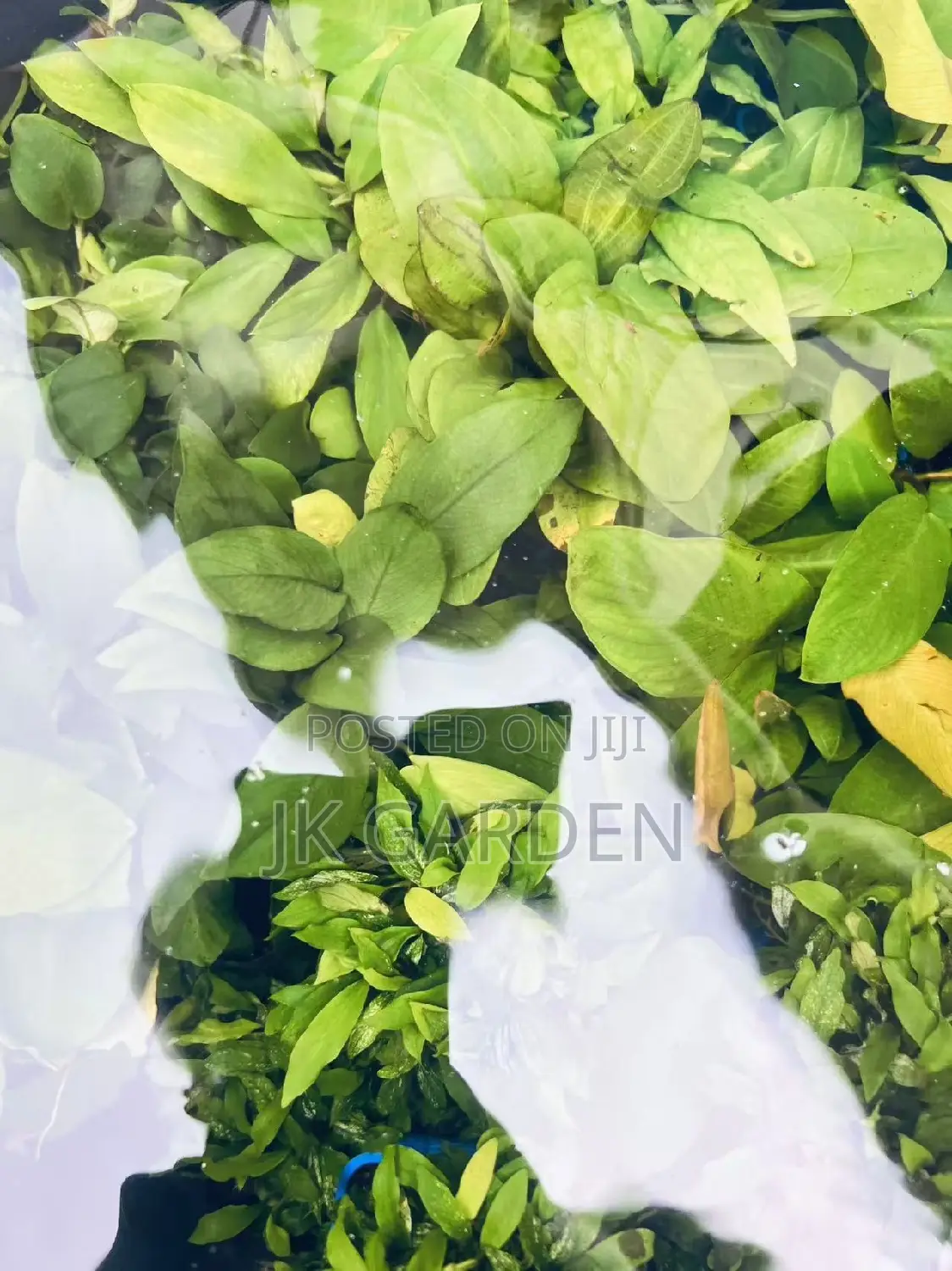 Different Colours Of Real Aquarium Plants