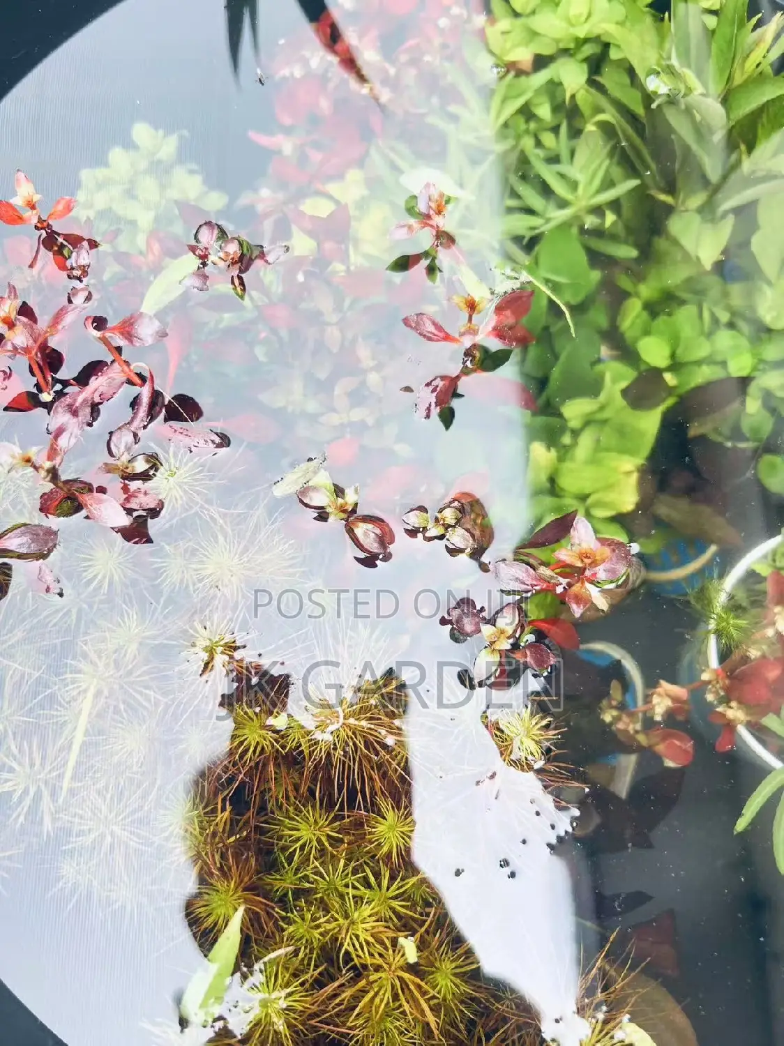 Different Colours Of Real Aquarium Plants