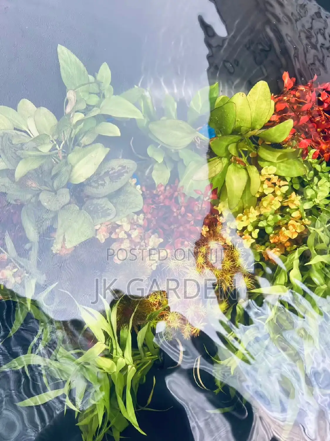 Different Colours Of Real Aquarium Plants