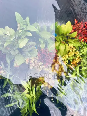 Different Colours Of Real Aquarium Plants