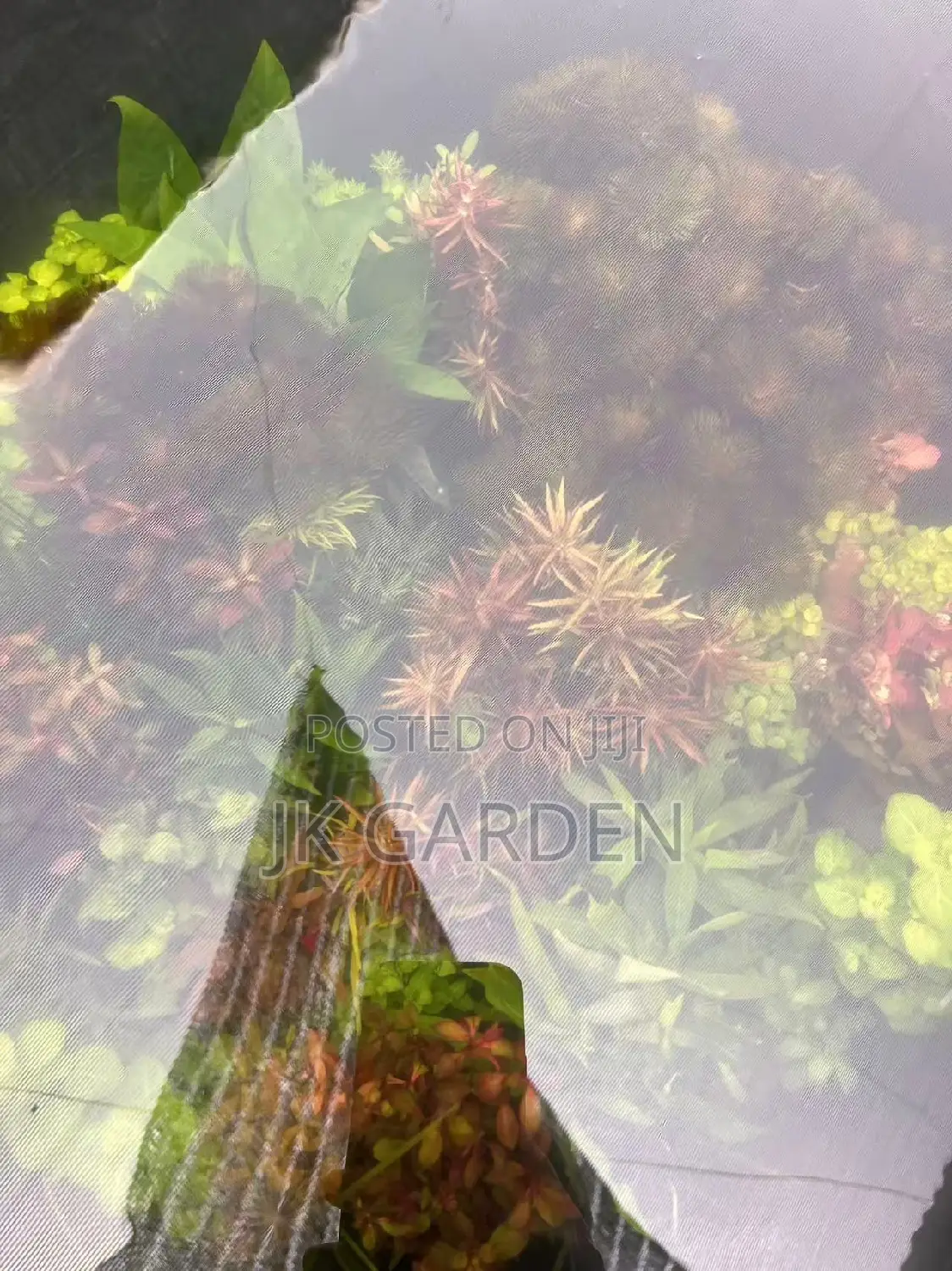Different Colours Of Real Aquarium Plants