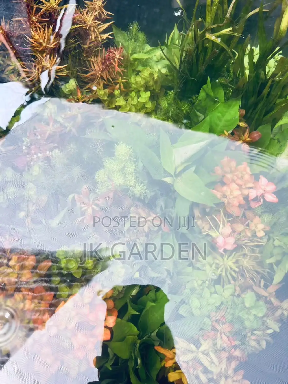 Different Colours Of Real Aquarium Plants