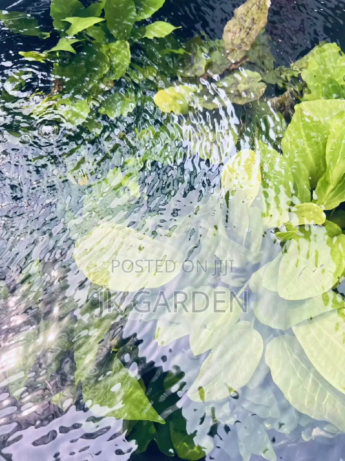 Different Colours Of Real Aquarium Plants