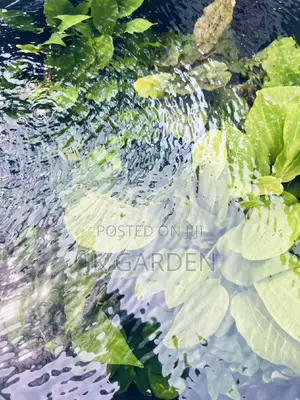 Different Colours Of Real Aquarium Plants