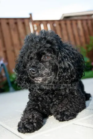 1-3 months Male Purebred Poodle