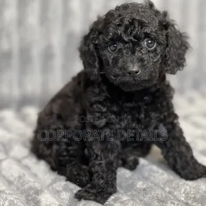 1-3 months Male Purebred Poodle