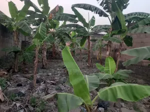 Plot for Sale at Kenyasi/ Buobai ( 3rd Plot Main Road)
