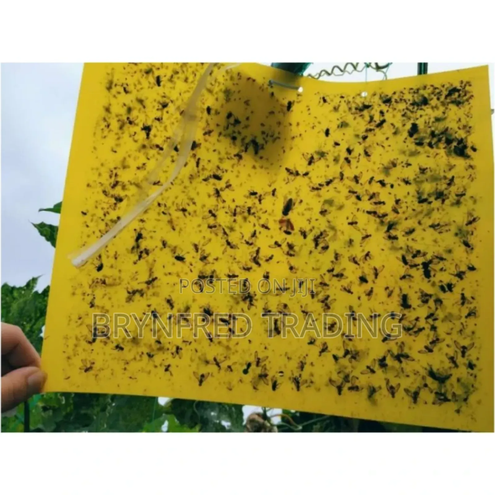 10pcs Yellow Sticky Traps/ Fly Sticker/ Glueboard for All Insects