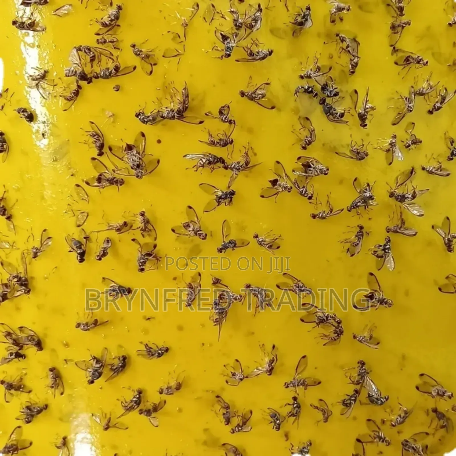 10pcs Yellow Sticky Traps/ Fly Sticker/ Glueboard for All Insects