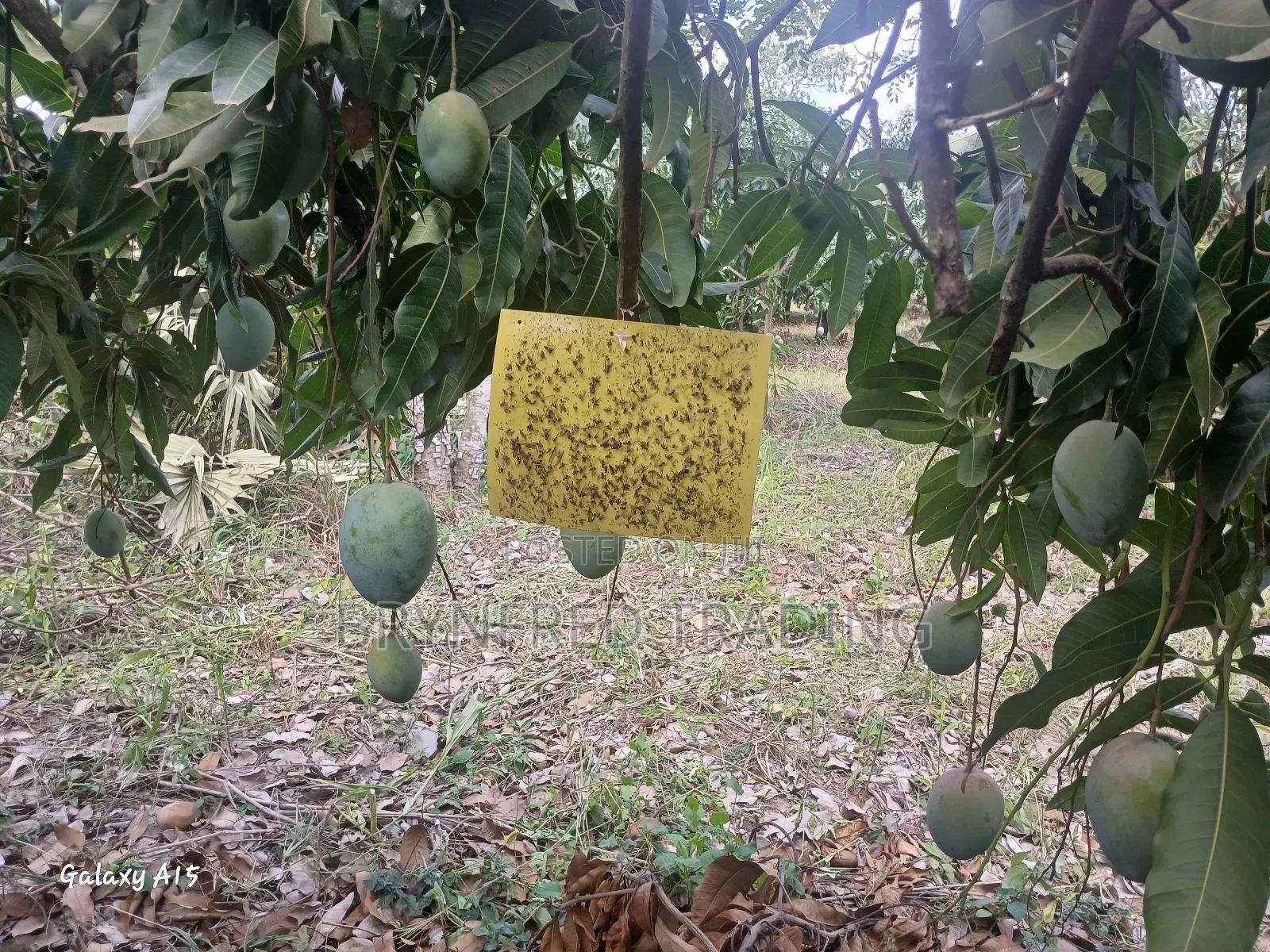 10pcs Yellow Sticky Traps/ Fly Sticker/ Glueboard for All Insects