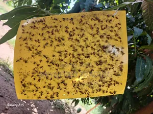 10pcs Yellow Sticky Traps/ Fly Sticker/ Glueboard for All Insects
