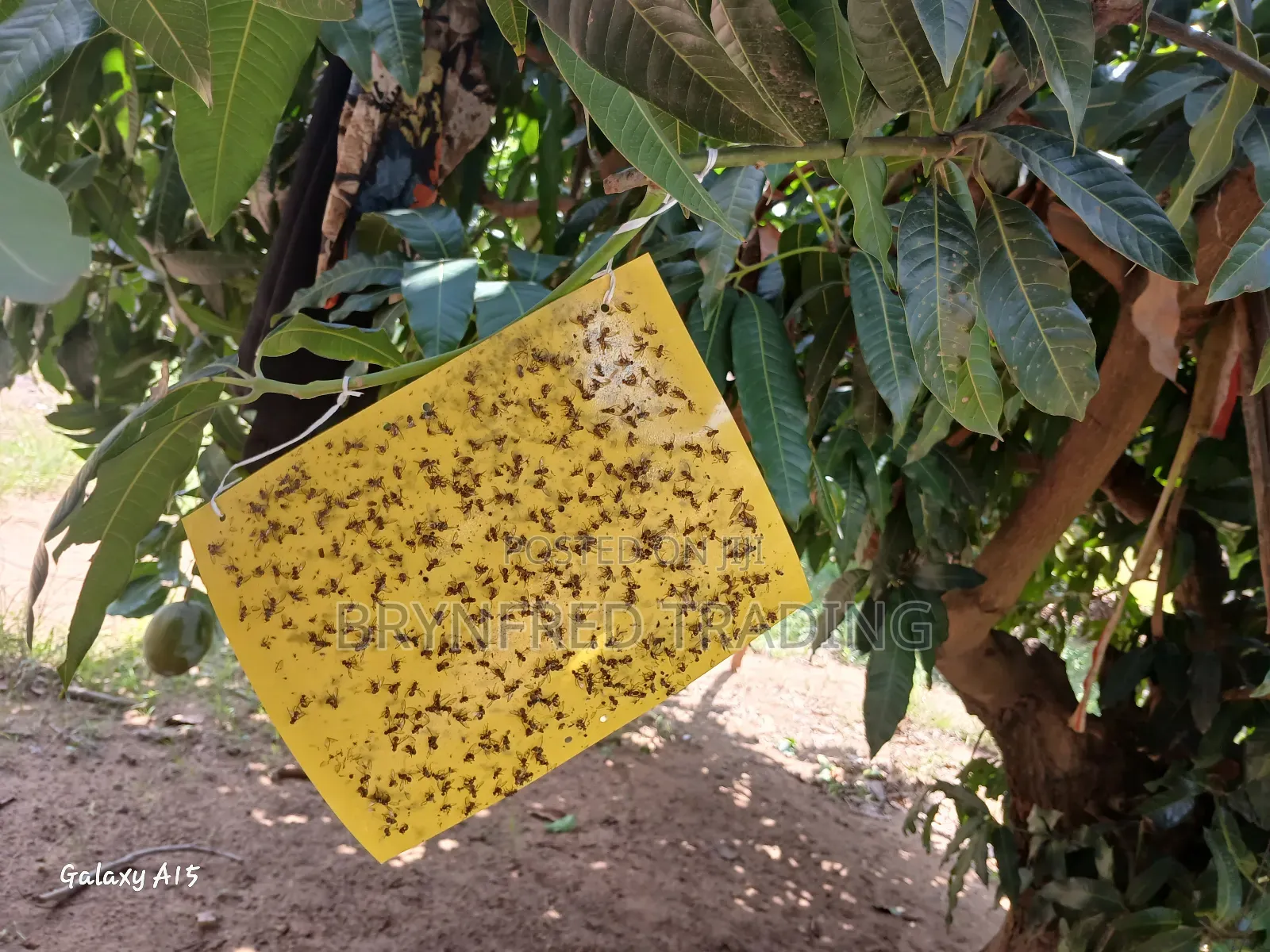10pcs Yellow Sticky Traps/ Fly Sticker/ Glueboard for All Insects