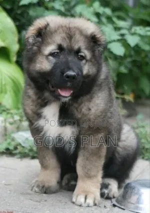 1-3 months Female Purebred Caucasian Shepherd