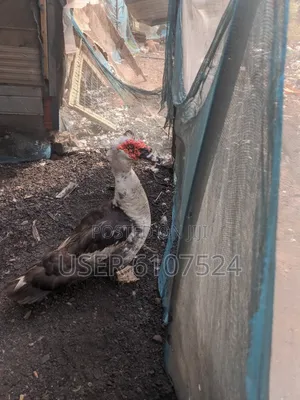 A Male Duck For Sale