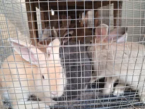 Rabits for Sale Please Call