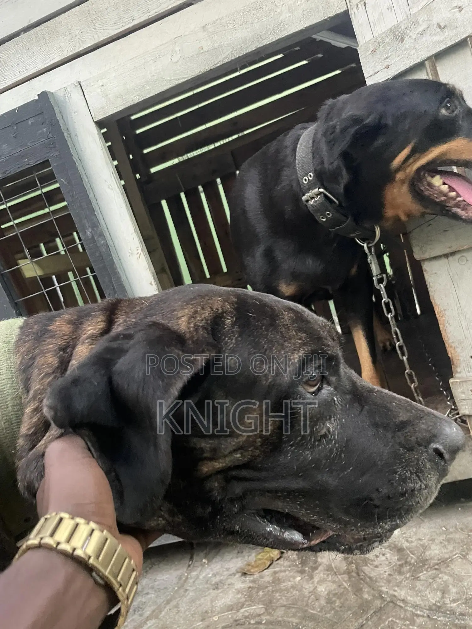 Male Brindle Pedigree Boerboel For Stud (Crossing)
