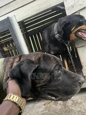 Male Brindle Pedigree Boerboel For Stud (Crossing)