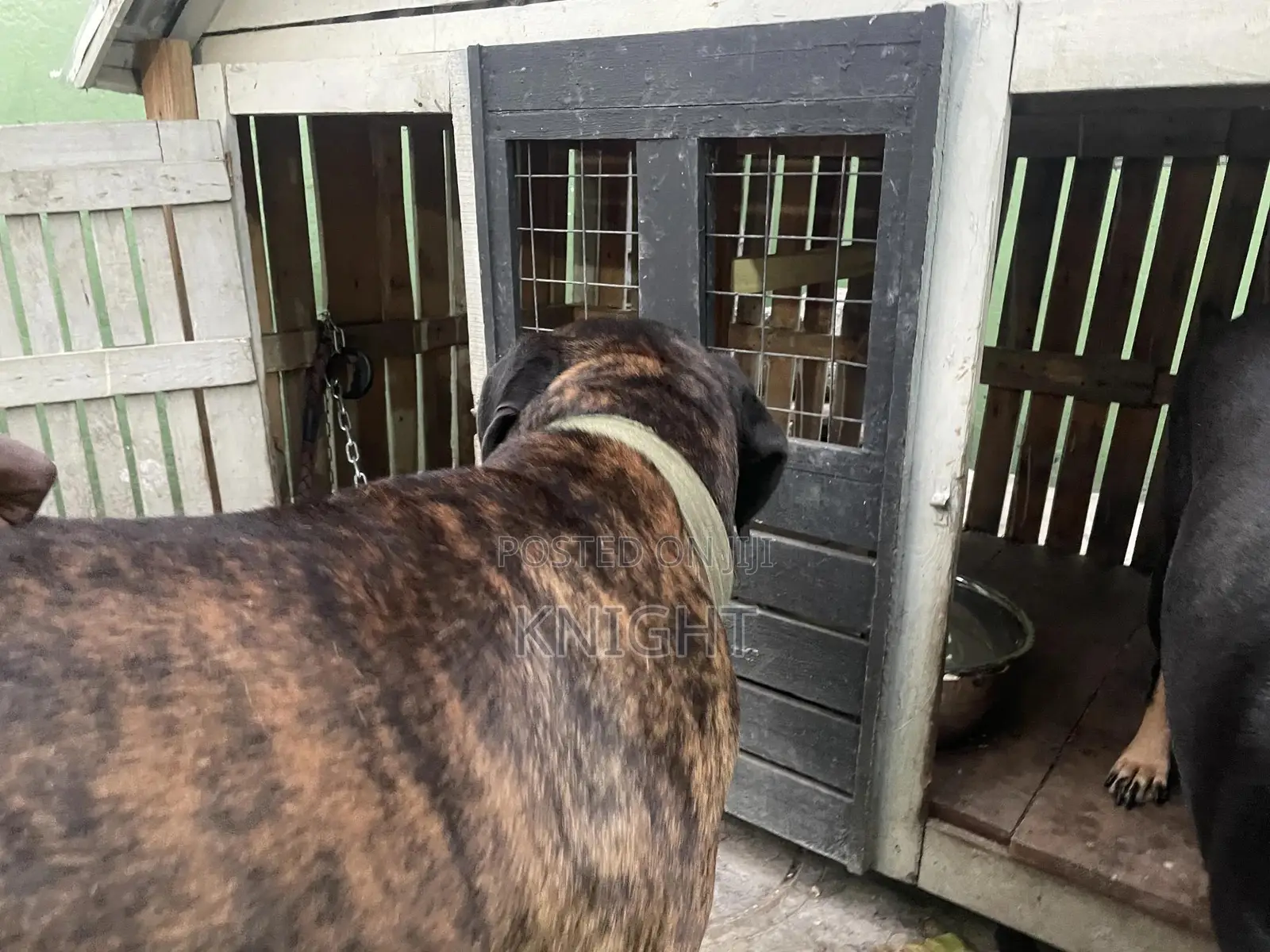 Male Brindle Pedigree Boerboel For Stud (Crossing)