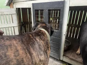 Male Brindle Pedigree Boerboel For Stud (Crossing)