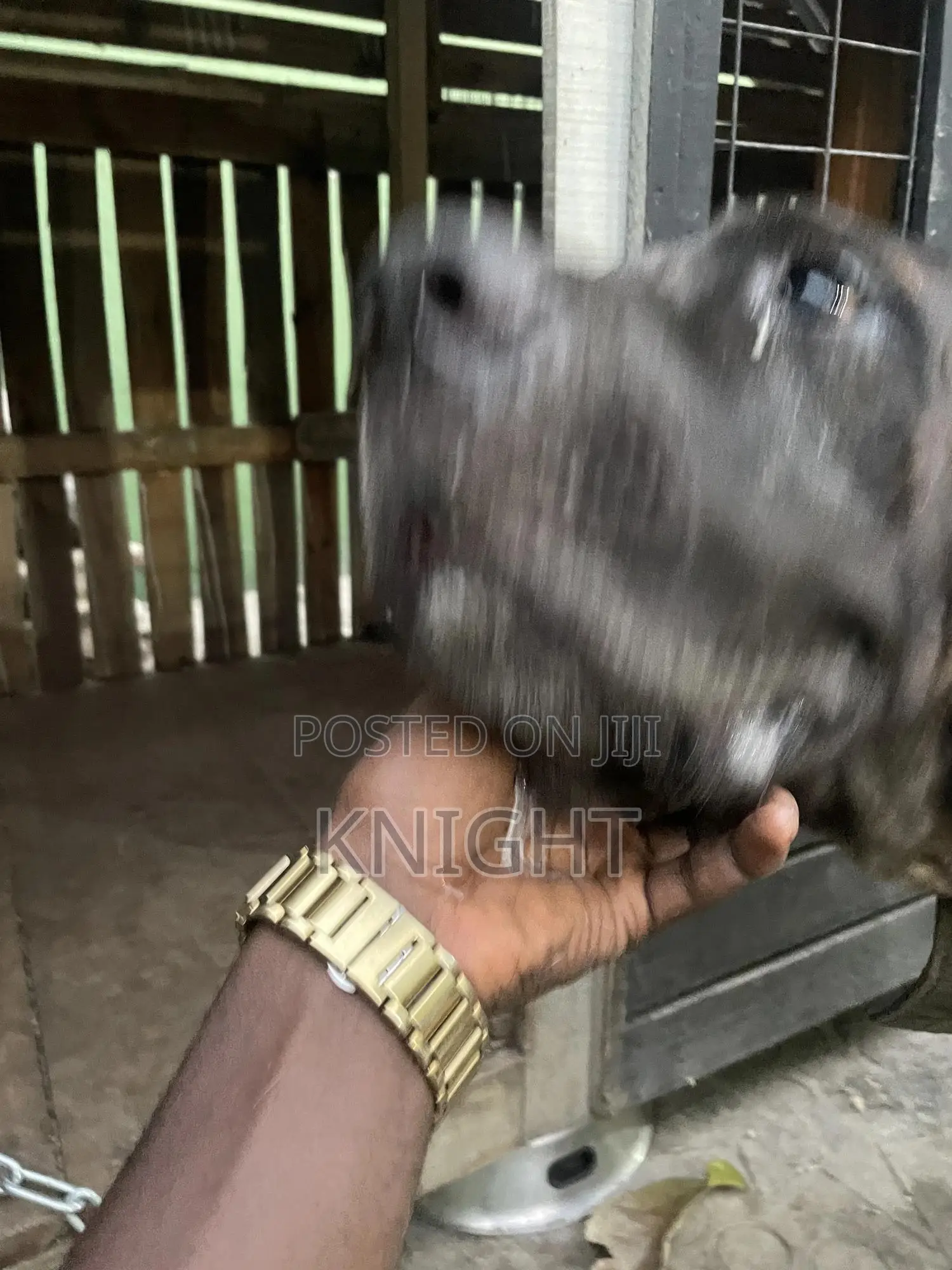 Male Brindle Pedigree Boerboel For Stud (Crossing)
