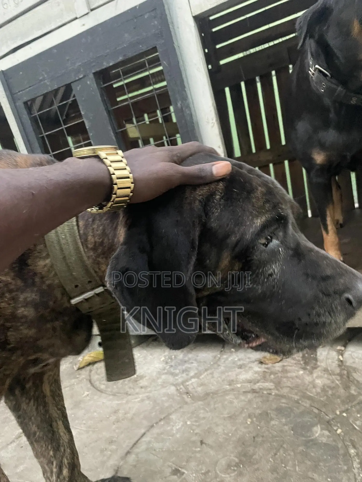 Male Brindle Pedigree Boerboel For Stud (Crossing)