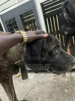 Male Brindle Pedigree Boerboel For Stud (Crossing)