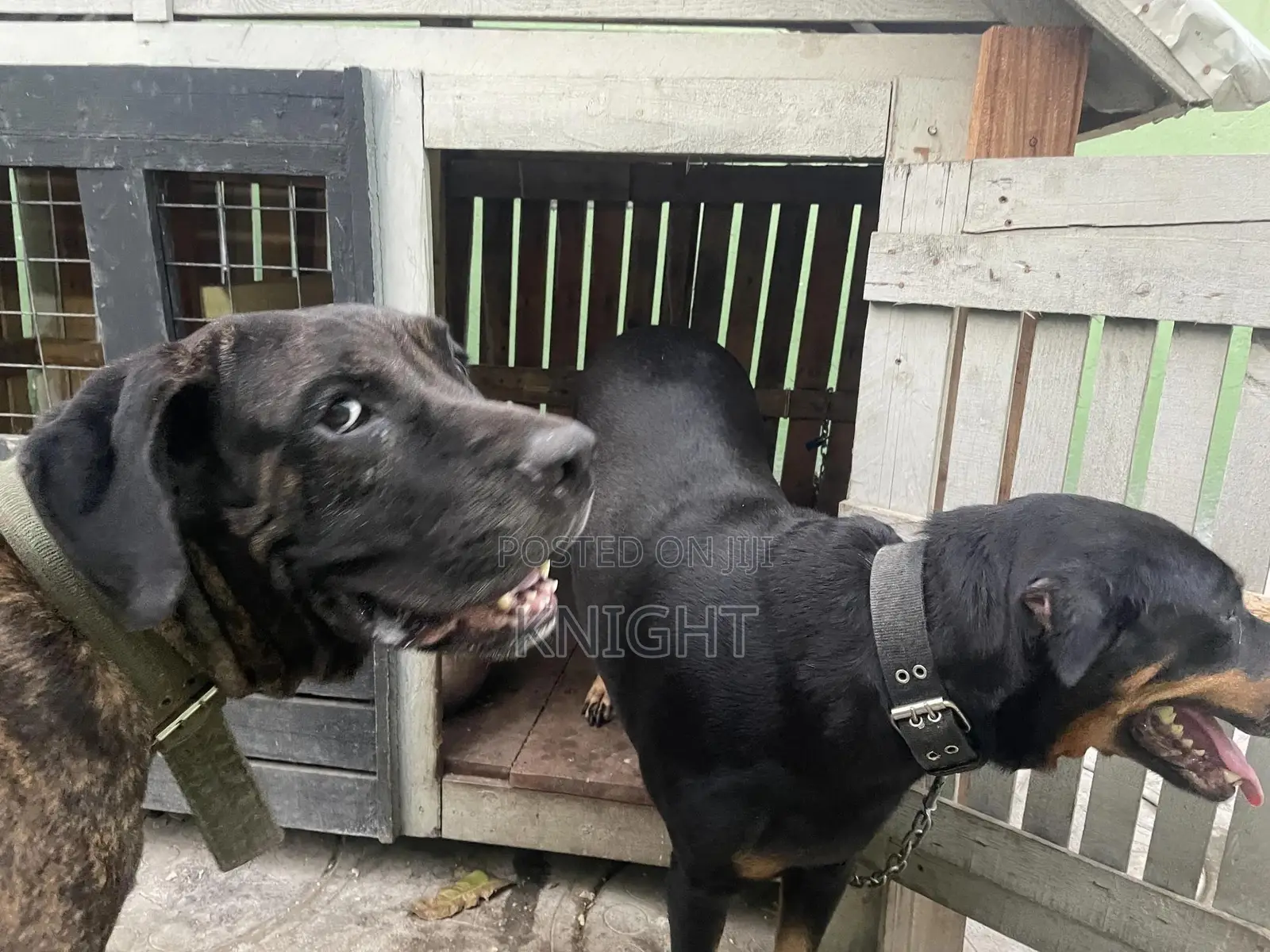 Male Brindle Pedigree Boerboel For Stud (Crossing)